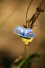 Ime datoteke: Polyommatus icarus~0.jpg
Velikost datoteke: 66kB
Dimenzija: 600x900
Datum objave: 7. september 2011 Polyommatus icarus~0.jpg