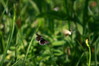 Polyommatus icarus-navadni modrin.jpg