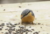 Ime datoteke: Sitta europea~0.jpg
Velikost datoteke: 110kB
Dimenzija: 899x616
Datum objave: 13. februar 2012 Sitta europea~0.jpg