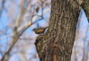 Ime datoteke: Sitta europea~1.jpg
Velikost datoteke: 185kB
Dimenzija: 900x617
Datum objave: 26. februar 2012 Sitta europea~1.jpg