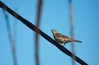 Ime datoteke: Turdus viscivorus~0.jpg
Velikost datoteke: 78kB
Dimenzija: 900x592
Datum objave: 26. februar 2012 Turdus viscivorus~0.jpg