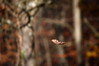 Ime datoteke: list~0.jpg
Velikost datoteke: 58kB
Dimenzija: 900x600
Datum objave: 14. november 2011 list~0.jpg