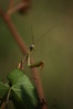 mantis religiosa-bogomolka.jpg