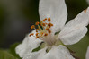 Cvet jablane CDOF1.jpg