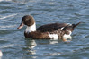 Ime datoteke: DSC_3245~0.jpg
Velikost datoteke: 250kB
Dimenzija: 1200x800
Datum objave: 5. december 2017 DSC_3245~0.jpg