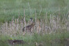 Ime datoteke: DSC_6732~0.jpg
Velikost datoteke: 262kB
Dimenzija: 1200x800
Datum objave: 2. maj 2019 DSC_6732~0.jpg