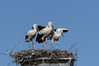 Ime datoteke: DSC_8335~0.jpg
Velikost datoteke: 227kB
Dimenzija: 1200x800
Datum objave: 19. julij 2019 DSC_8335~0.jpg