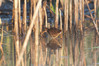 Ime datoteke: DSC_8575~0.jpg
Velikost datoteke: 231kB
Dimenzija: 900x598
Datum objave: 17. avgust 2013 DSC_8575~0.jpg