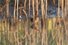Ime datoteke: DSC_8636~0.jpg
Velikost datoteke: 239kB
Dimenzija: 900x598
Datum objave: 17. avgust 2013 DSC_8636~0.jpg