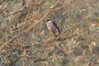 Ime datoteke: DSC_9847~0.jpg
Velikost datoteke: 279kB
Dimenzija: 1200x800
Datum objave: 7. avgust 2017 DSC_9847~0.jpg