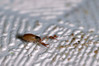 Ime datoteke: DSC_0259~0.jpg
Velikost datoteke: 252kB
Dimenzija: 900x600
Datum objave: 19. september 2017 DSC_0259~0.jpg
