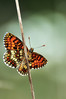 Ime datoteke: DSC_0307~0.jpg
Velikost datoteke: 256kB
Dimenzija: 533x800
Datum objave: 16. avgust 2016 DSC_0307~0.jpg