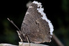 Ime datoteke: DSC_0309_03~1.jpg
Velikost datoteke: 317kB
Dimenzija: 900x600
Datum objave: 12. maj 2018 DSC_0309_03~1.jpg