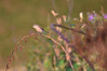 Ime datoteke: DSC_0422~0.jpg
Velikost datoteke: 309kB
Dimenzija: 900x600
Datum objave: 6. avgust 2019 DSC_0422~0.jpg