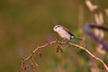 Ime datoteke: DSC_0423~0.jpg
Velikost datoteke: 192kB
Dimenzija: 900x600
Datum objave: 8. avgust 2019 DSC_0423~0.jpg