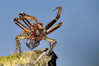 Ime datoteke: DSC_0431~1.jpg
Velikost datoteke: 313kB
Dimenzija: 900x600
Datum objave: 13. maj 2018 DSC_0431~1.jpg