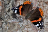 Ime datoteke: DSC_0456~0.jpg
Velikost datoteke: 319kB
Dimenzija: 900x600
Datum objave: 25. februar 2019 DSC_0456~0.jpg