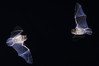 Ime datoteke: DSC_0484~0.jpg
Velikost datoteke: 225kB
Dimenzija: 900x600
Datum objave: 19. april 2017 DSC_0484~0.jpg