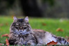 Ime datoteke: DSC_1080~0.jpg
Velikost datoteke: 317kB
Dimenzija: 900x600
Datum objave: 9. september 2019 DSC_1080~0.jpg