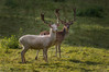 Ime datoteke: duo~0.JPG
Velikost datoteke: 307kB
Dimenzija: 850x567
Datum objave: 14. september 2015 duo~0.JPG