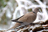 Ime datoteke: DSC_0293xN~0.jpg
Velikost datoteke: 141kB
Dimenzija: 800x533
Datum objave: 6. januar 2016 DSC_0293xN~0.jpg