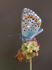 Ime datoteke: Bellargus~3.jpg
Velikost datoteke: 293kB
Dimenzija: 788x1050
Datum objave: 23. maj 2016 Bellargus~3.jpg