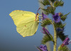 Ime datoteke: Citron~0.jpg
Velikost datoteke: 217kB
Dimenzija: 900x650
Datum objave: 9. junij 2014 Citron~0.jpg