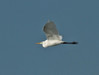 Egretta alba.jpg