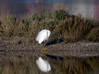 Ime datoteke: Egretta garzetta~0.jpg
Velikost datoteke: 313kB
Dimenzija: 980x735
Datum objave: 20. april 2015 Egretta garzetta~0.jpg