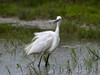 Ime datoteke: Egretta~2.jpg
Velikost datoteke: 316kB
Dimenzija: 1050x788
Datum objave: 22. maj 2015 Egretta~2.jpg