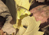 Ime datoteke: Jesenska~0.jpg
Velikost datoteke: 292kB
Dimenzija: 900x650
Datum objave: 5. november 2013 Jesenska~0.jpg
