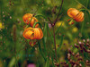 Ime datoteke: Lilije~0.jpg
Velikost datoteke: 304kB
Dimenzija: 1080x811
Datum objave: 23. december 2014 Lilije~0.jpg