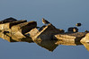 Ime datoteke: Mali martinec~0.jpg
Velikost datoteke: 254kB
Dimenzija: 900x600
Datum objave: 29. avgust 2012 Mali martinec~0.jpg