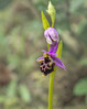 Ophrys zinsmeisteri.jpg