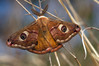 Ime datoteke: Pavlinek~0.jpg
Velikost datoteke: 308kB
Dimenzija: 1100x733
Datum objave: 11. april 2015 Pavlinek~0.jpg