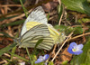 Ime datoteke: Pieris napi~0.jpg
Velikost datoteke: 288kB
Dimenzija: 970x701
Datum objave: 18. marec 2015 Pieris napi~0.jpg