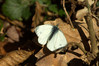 Ime datoteke: Pieris napi~2.jpg
Velikost datoteke: 319kB
Dimenzija: 960x641
Datum objave: 4. marec 2016 Pieris napi~2.jpg