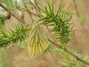 Ime datoteke: Pieris napi~3.jpg
Velikost datoteke: 315kB
Dimenzija: 982x737
Datum objave: 21. marec 2017 Pieris napi~3.jpg