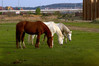 Ime datoteke: Trio~0.jpg
Velikost datoteke: 317kB
Dimenzija: 960x640
Datum objave: 3. april 2016 Trio~0.jpg