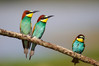 Ime datoteke: Trio~1.jpg
Velikost datoteke: 312kB
Dimenzija: 1045x697
Datum objave: 11. maj 2016 Trio~1.jpg