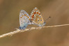 Ime datoteke: bellargus~1.jpg
Velikost datoteke: 312kB
Dimenzija: 1020x680
Datum objave: 30. avgust 2016 bellargus~1.jpg