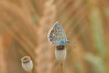 Ime datoteke: bellargus~2.jpg
Velikost datoteke: 312kB
Dimenzija: 1000x667
Datum objave: 14. junij 2017 bellargus~2.jpg