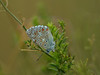 Ime datoteke: bellargus~3.jpg
Velikost datoteke: 310kB
Dimenzija: 1050x788
Datum objave: 13. avgust 2017 bellargus~3.jpg