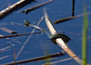 Ime datoteke: belouska~0.jpg
Velikost datoteke: 307kB
Dimenzija: 900x650
Datum objave: 23. april 2013 belouska~0.jpg