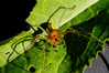 dolgonogi vrecasti pajek Cheiracanthium pennyi (1).jpg
