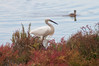 Ime datoteke: egretta~1.jpg
Velikost datoteke: 316kB
Dimenzija: 1050x700
Datum objave: 27. september 2015 egretta~1.jpg