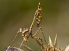 Ime datoteke: empusa~0.jpg
Velikost datoteke: 315kB
Dimenzija: 977x732
Datum objave: 1. oktober 2019 empusa~0.jpg