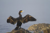 Ime datoteke: kormoran~0.jpg
Velikost datoteke: 282kB
Dimenzija: 1005x670
Datum objave: 7. februar 2020 kormoran~0.jpg