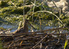 Ime datoteke: kozica~0.jpg
Velikost datoteke: 295kB
Dimenzija: 900x650
Datum objave: 24. oktober 2012 kozica~0.jpg