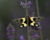 metuljnica~1.jpg